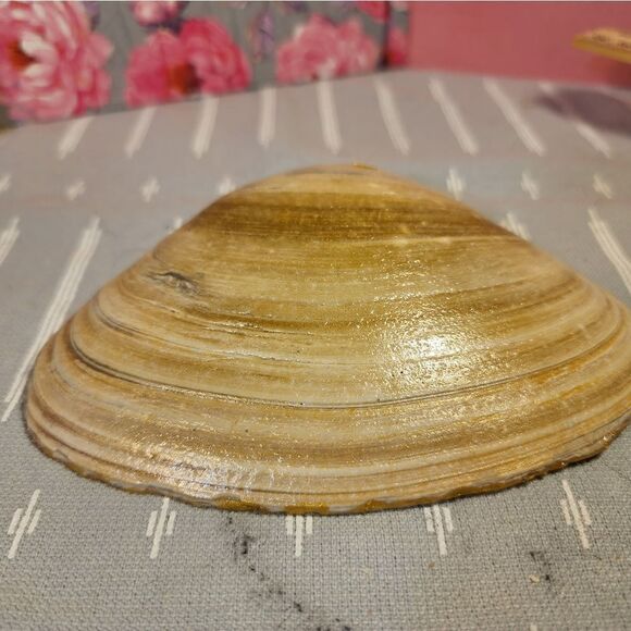 DECOUPAGE CLAM SHELL DECOUPAGE PINK ROSES 🌹 ON A CLAM SHELL TRINKET DISH - Picture 10 of 10